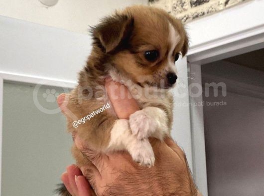 Mini Boy Elma Kafa Prenses