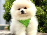 Boncuk Göz Kürklü Pomerani̇an Boo Yavrular