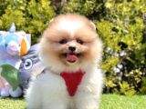 BONCUK GÖZ KÜRKLÜ POMERANİAN BOO YAVRULAR