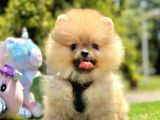 Boncuk Göz Kürklü Pomerani̇an Boo Yavrular