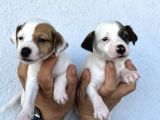 Kısa bacak safkan jack russel kizlarimiz