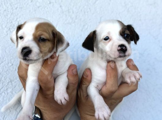 Kısa Bacak Safkan Jack Russel Kizlarimiz