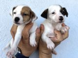 Kısa Bacak Safkan Jack Russel Kizlarimiz