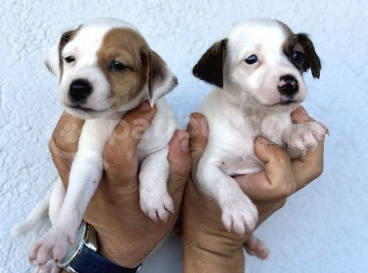 Kısa Bacak Safkan Jack Russel Kizlarimiz görsel