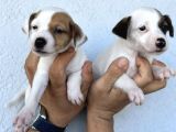 Kısa Bacak Safkan Jack Russel Kizlarimiz