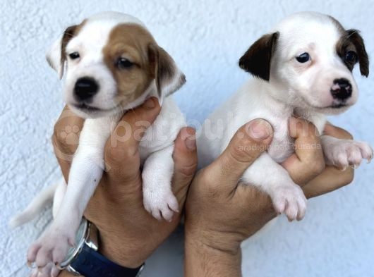 Kısa Bacak Safkan Jack Russel Kizlarimiz görsel