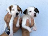 Kısa Bacak Safkan Jack Russel Kizlarimiz