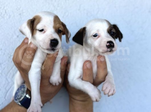 Kısa Bacak Safkan Jack Russel Kizlarimiz görsel