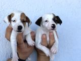 Kısa Bacak Safkan Jack Russel Kizlarimiz