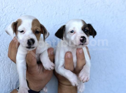 Kısa Bacak Safkan Jack Russel Kizlarimiz görsel
