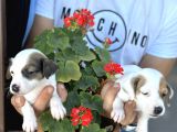 Kısa bacak jack russel yavrularımız