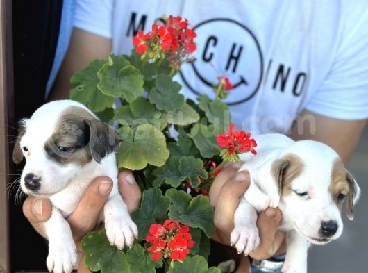 Kısa Bacak Jack Russel Yavrularımız