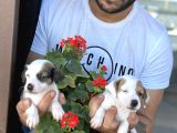 Kısa Bacak Jack Russel Yavrularımız