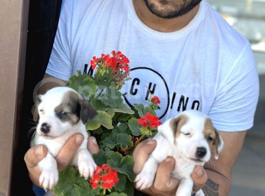 Kısa Bacak Jack Russel Yavrularımız görsel