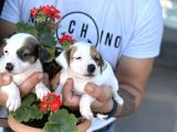Kısa Bacak Jack Russel Yavrularımız