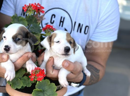 Kısa Bacak Jack Russel Yavrularımız görsel