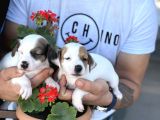 Kısa Bacak Jack Russel Yavrularımız