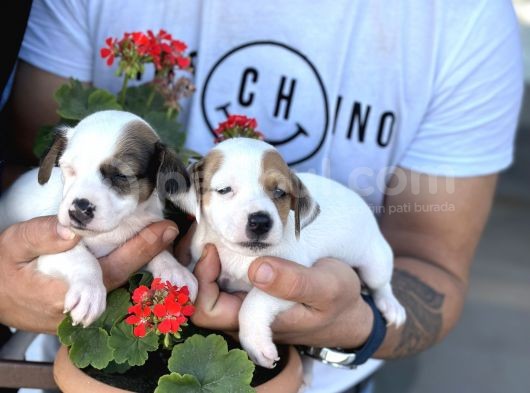 Kısa Bacak Jack Russel Yavrularımız görsel