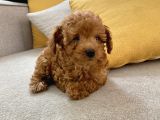 Mini Boy Toy Poodle Red Oğlumuz
