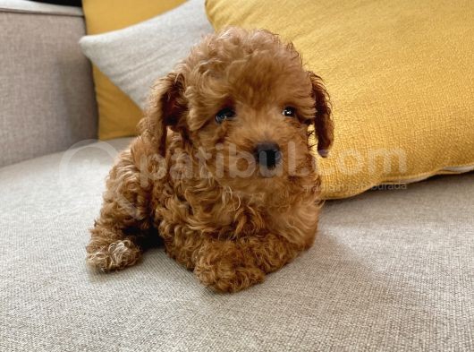 Mini Boy Toy Poodle Red Oğlumuz görsel