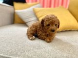 Mini Boy Toy Poodle Red Oğlumuz