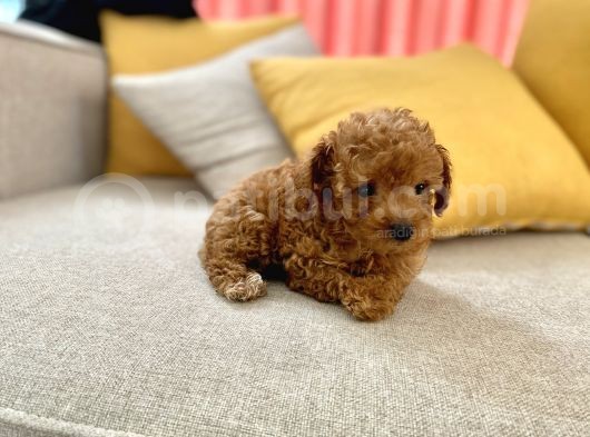 Mini Boy Toy Poodle Red Oğlumuz görsel