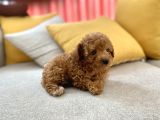 Mini Boy Toy Poodle Red Oğlumuz