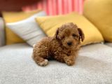 Mini Boy Toy Poodle Red Oğlumuz