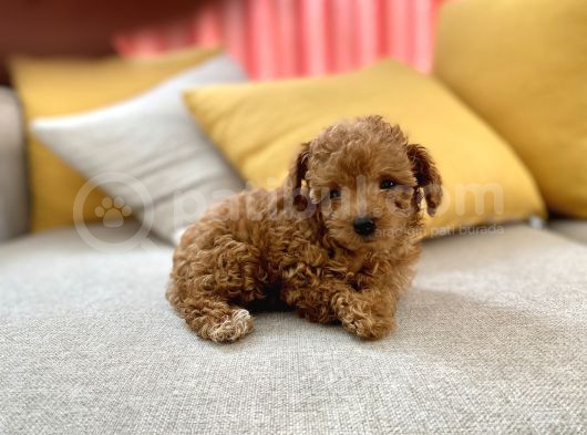 Mini Boy Toy Poodle Red Oğlumuz görsel