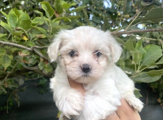 Tea Cup Maltese Terrier Bebeklerimiz görsel