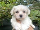 Tea Cup Maltese Terrier Bebeklerimiz