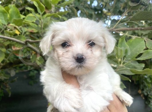 Tea Cup Maltese Terrier Bebeklerimiz görsel