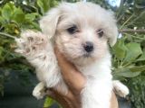 Tea cup maltese terrier bebeklerimiz