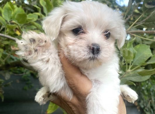 Tea Cup Maltese Terrier Bebeklerimiz