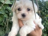 Tea Cup Maltese Terrier Bebeklerimiz