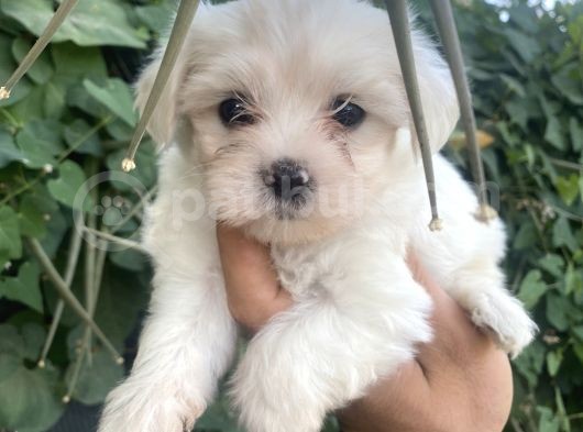 Tea Cup Maltese Terrier Bebeklerimiz görsel