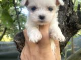 Tea cup kore maltese yavrularimiz