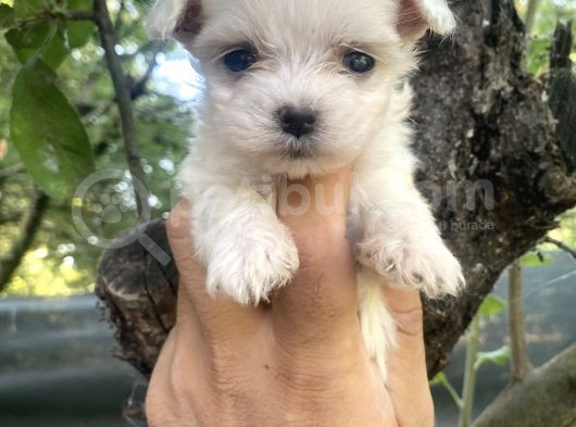 Tea Cup Kore Maltese Yavrularimiz