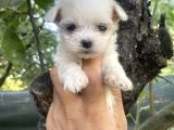 Tea Cup Kore Maltese Yavrularimiz