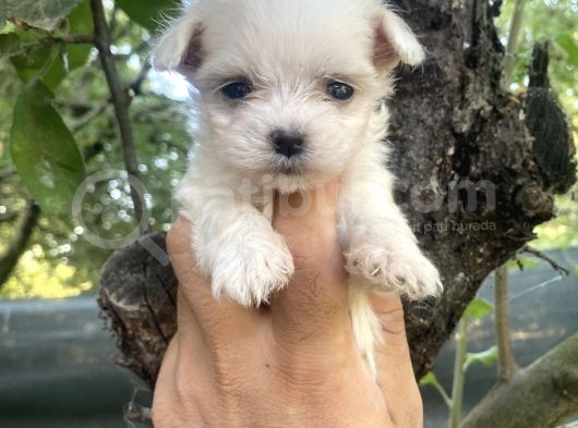 Tea Cup Kore Maltese Yavrularimiz görsel