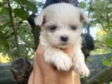 Tea Cup Kore Maltese Yavrularimiz