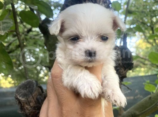 Tea Cup Kore Maltese Yavrularimiz görsel
