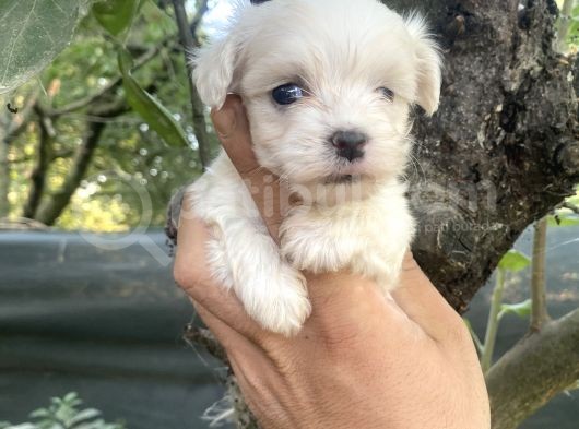 Tea Cup Kore Maltese Yavrularimiz görsel