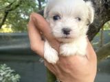 Tea Cup Kore Maltese Yavrularimiz