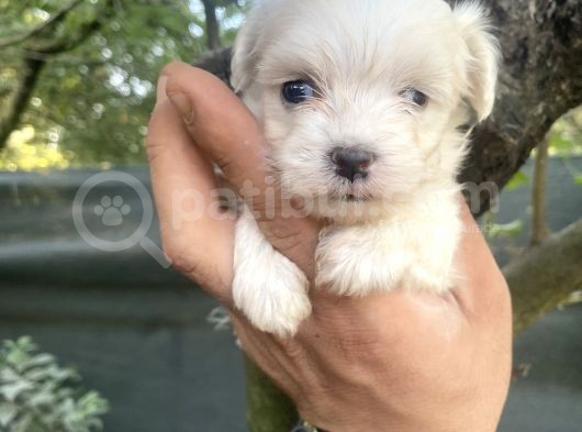Tea Cup Kore Maltese Yavrularimiz görsel