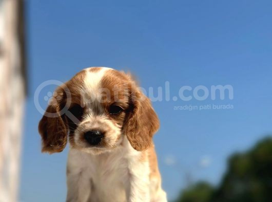 2 Aylık King Charles Yavrularımız görsel
