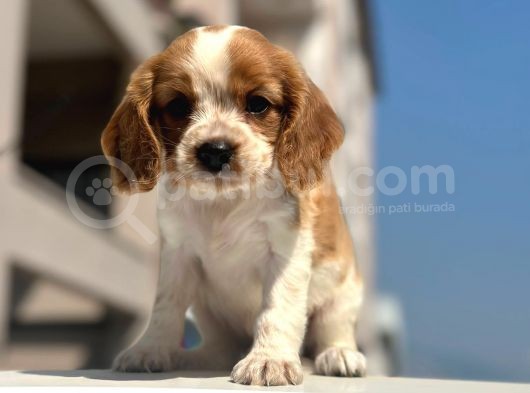 2 Aylık King Charles Yavrularımız görsel