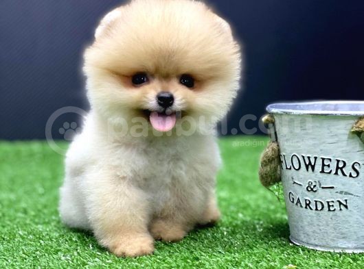 500 Gr  2-5 Aylik Mi̇kro  Pomeri̇an Boo Efsane Güzelli̇kte görsel