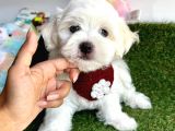 Baby Face Mi̇ni̇ Maltese Yavrularimiz