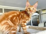 Safkan Maine Coon Yavruları